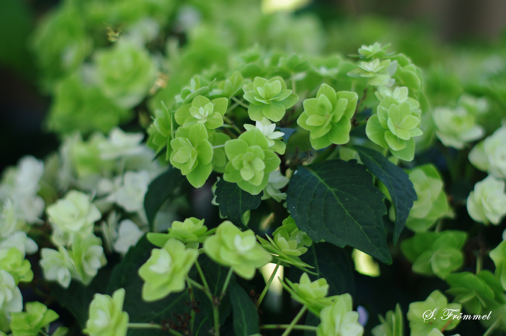 Hortensie