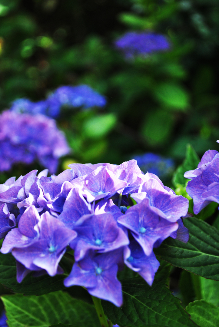 Hortensie