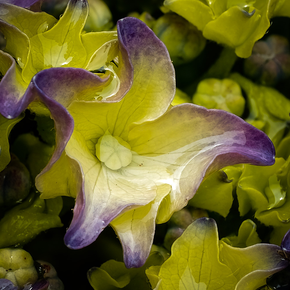 Hortensie