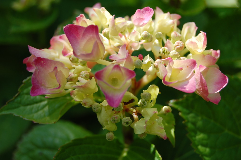 Hortensie