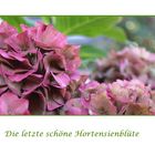 Hortensie