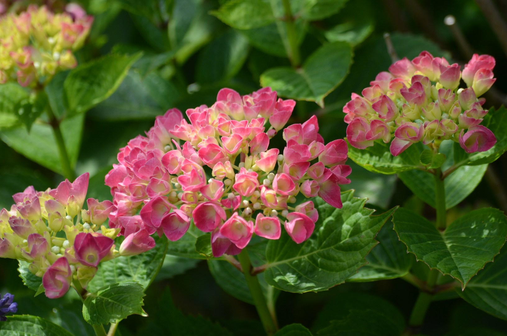 Hortensie