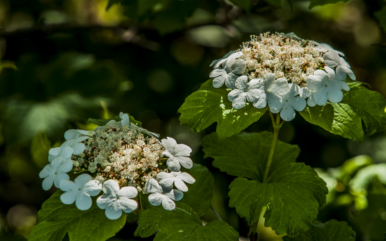 Hortensie