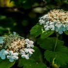 Hortensie