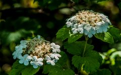 Hortensie