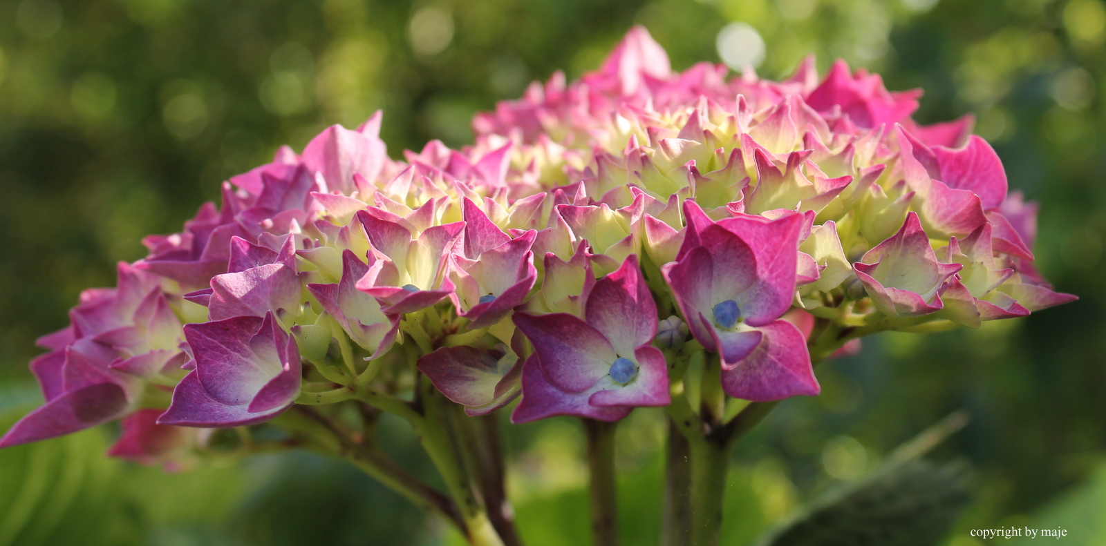 Hortensie