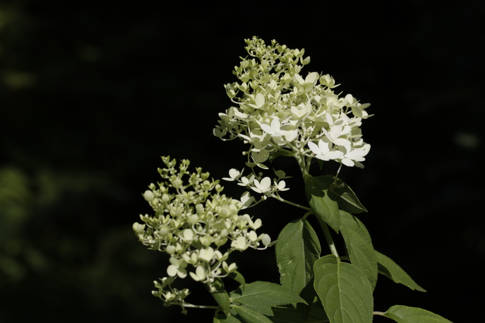 Hortensie