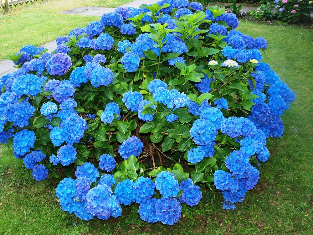 Hortensie