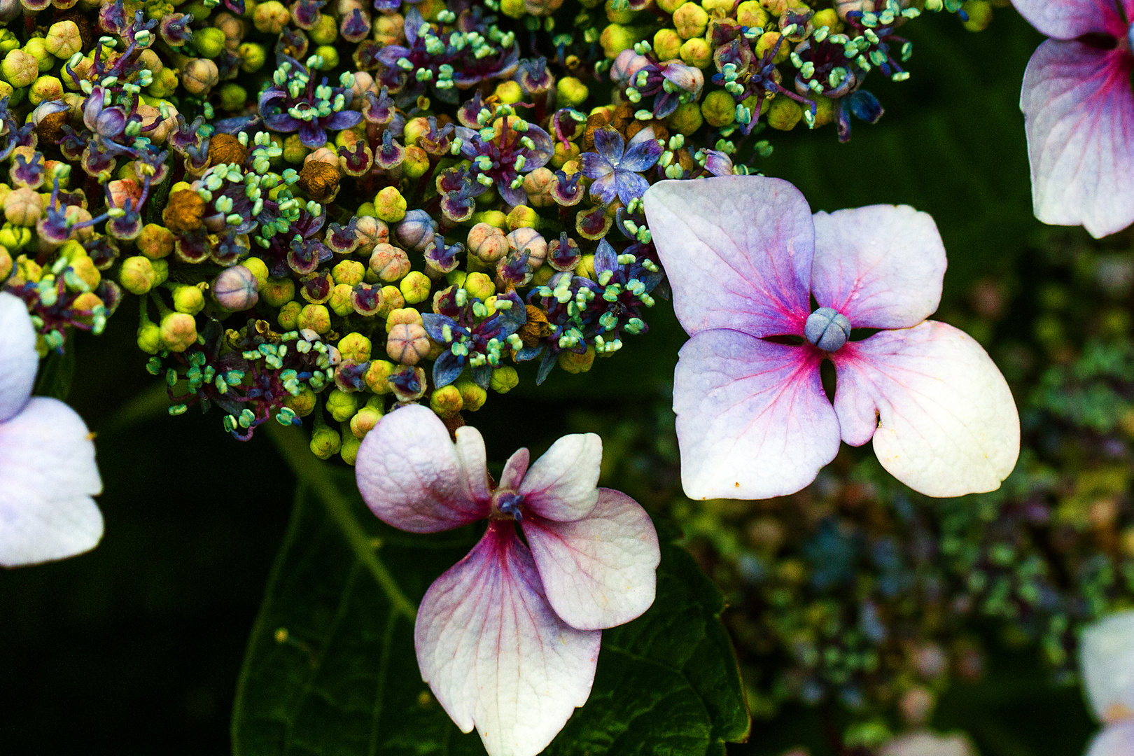 Hortensie