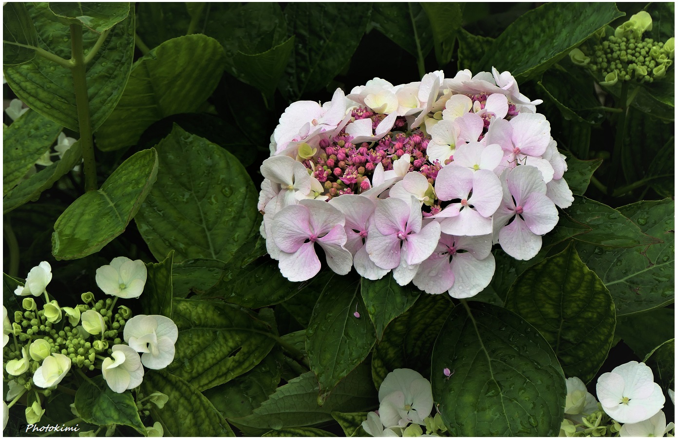 Hortensie