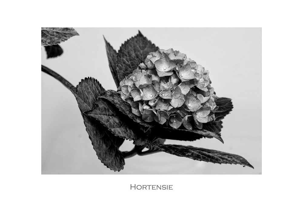 HORTENSIE