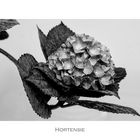 HORTENSIE