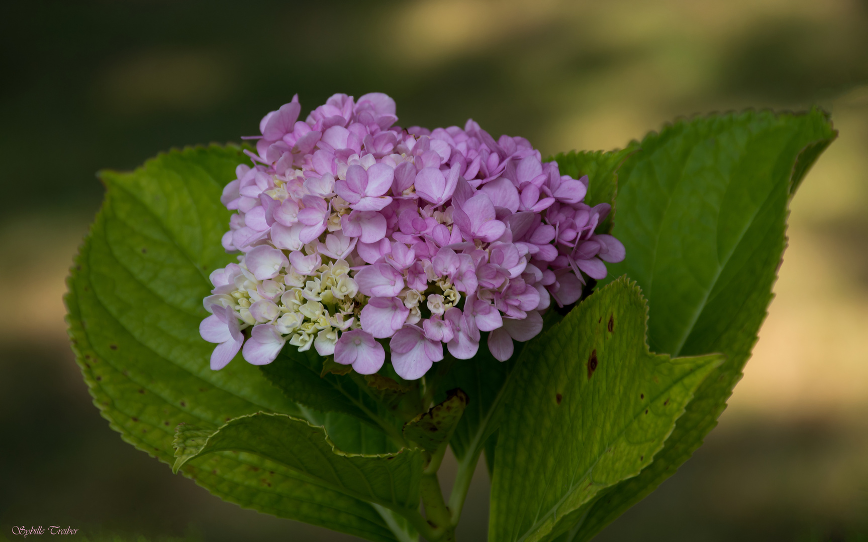 Hortensie