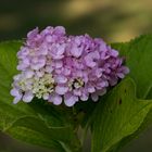 Hortensie