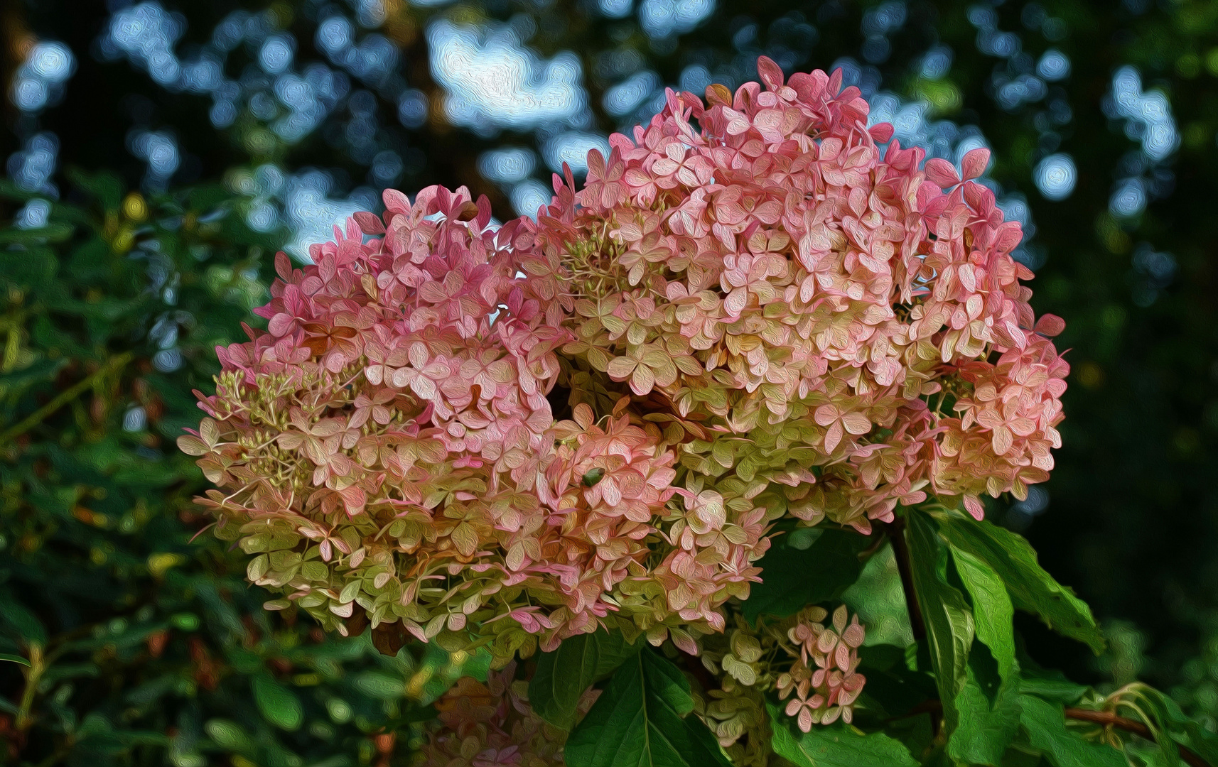 Hortensie 