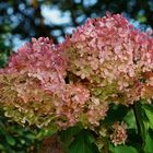 Hortensie 