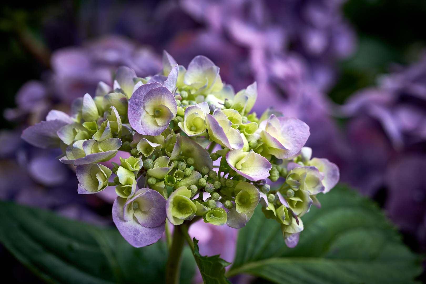 Hortensie 