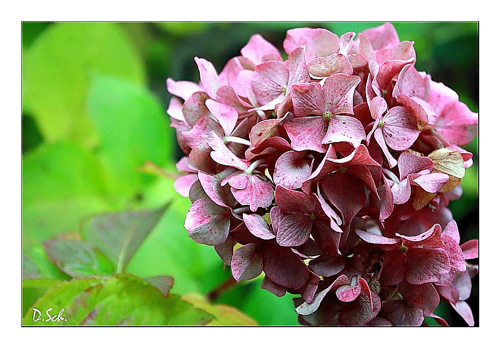 Hortensie