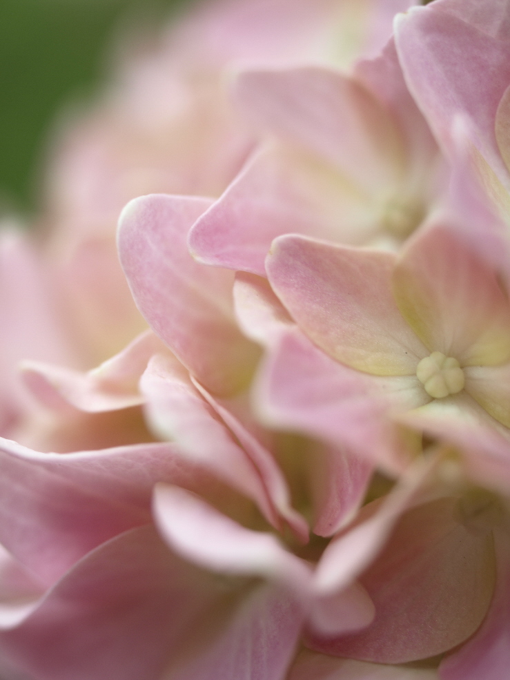 HoRtEnSiE