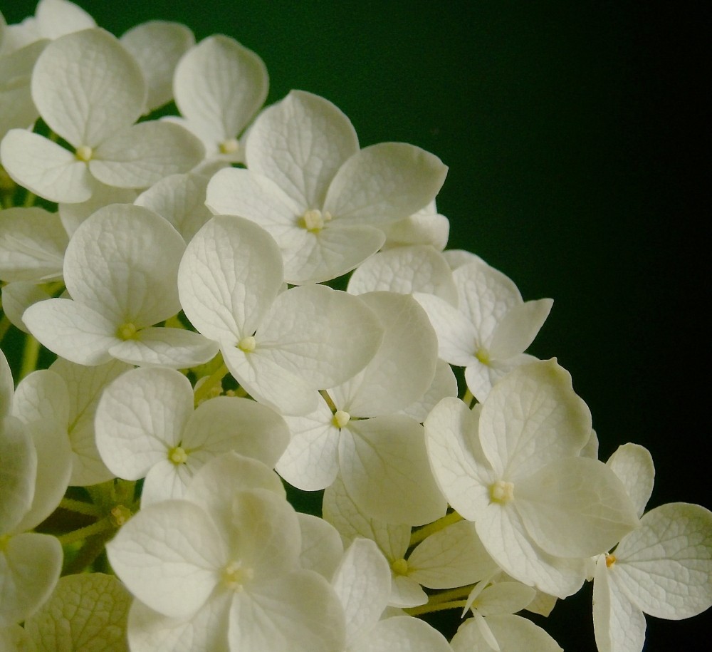 Hortensie