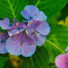 Hortensie