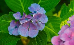 Hortensie