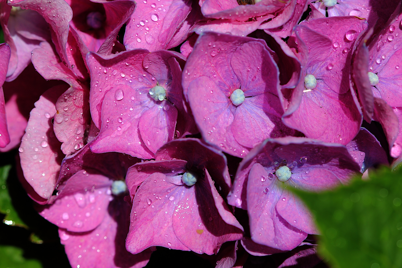 Hortensie