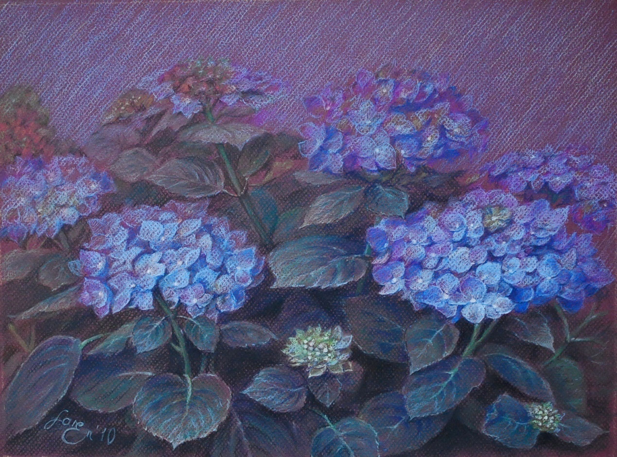 Hortensie