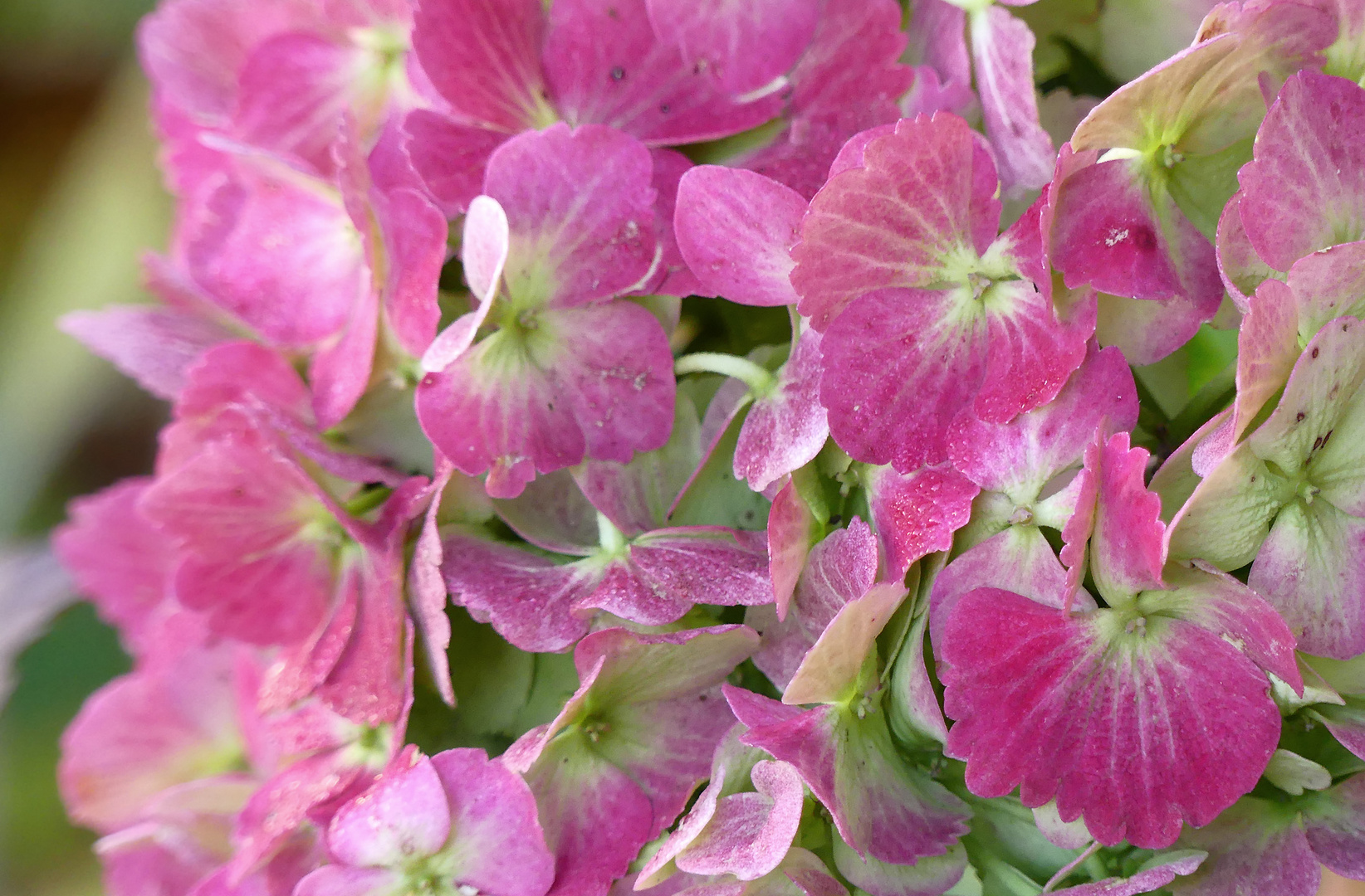 Hortensie 