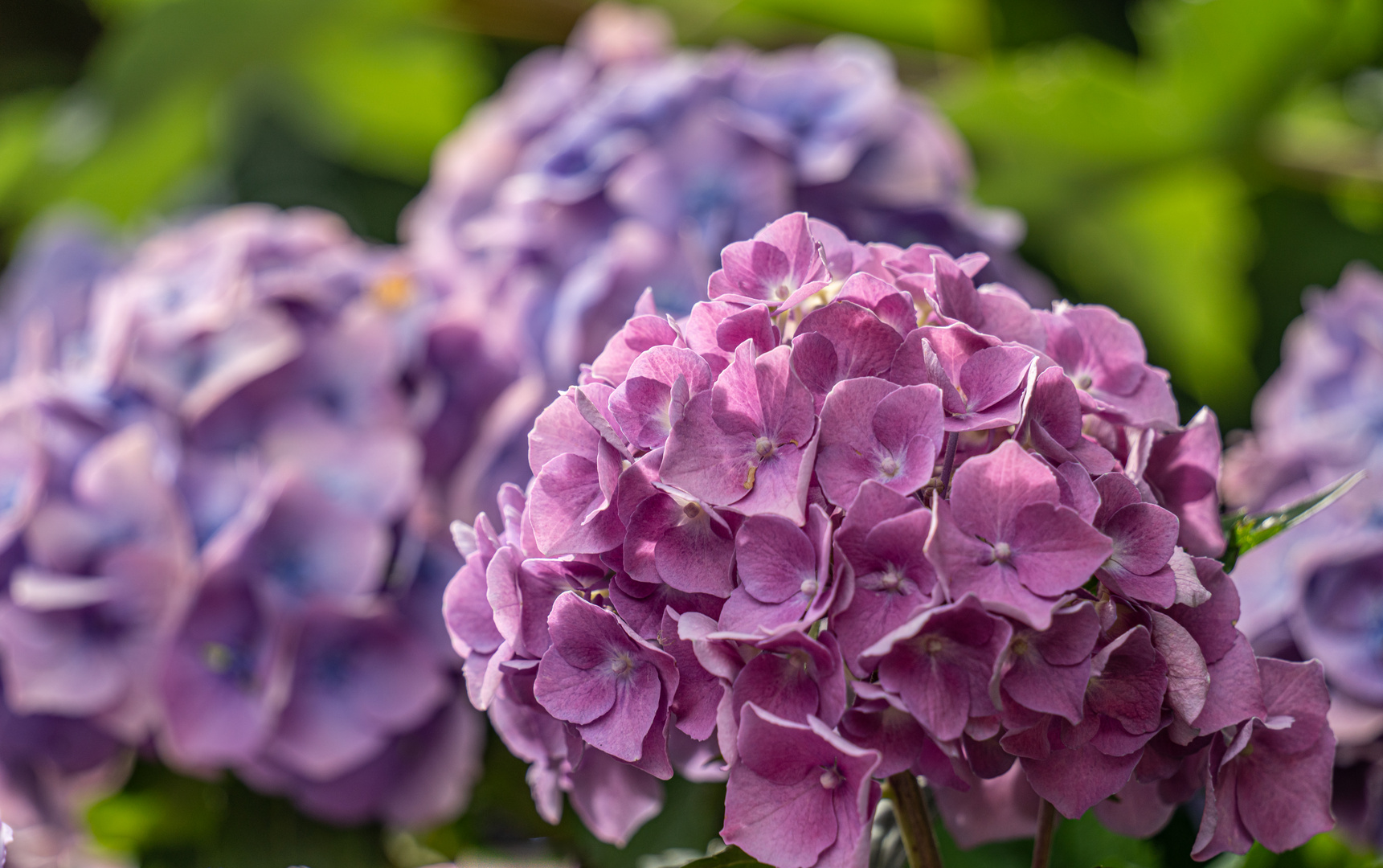 Hortensie 