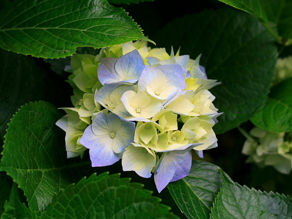 Hortensie