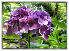 Hortensie