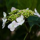 Hortensie