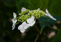 Hortensie