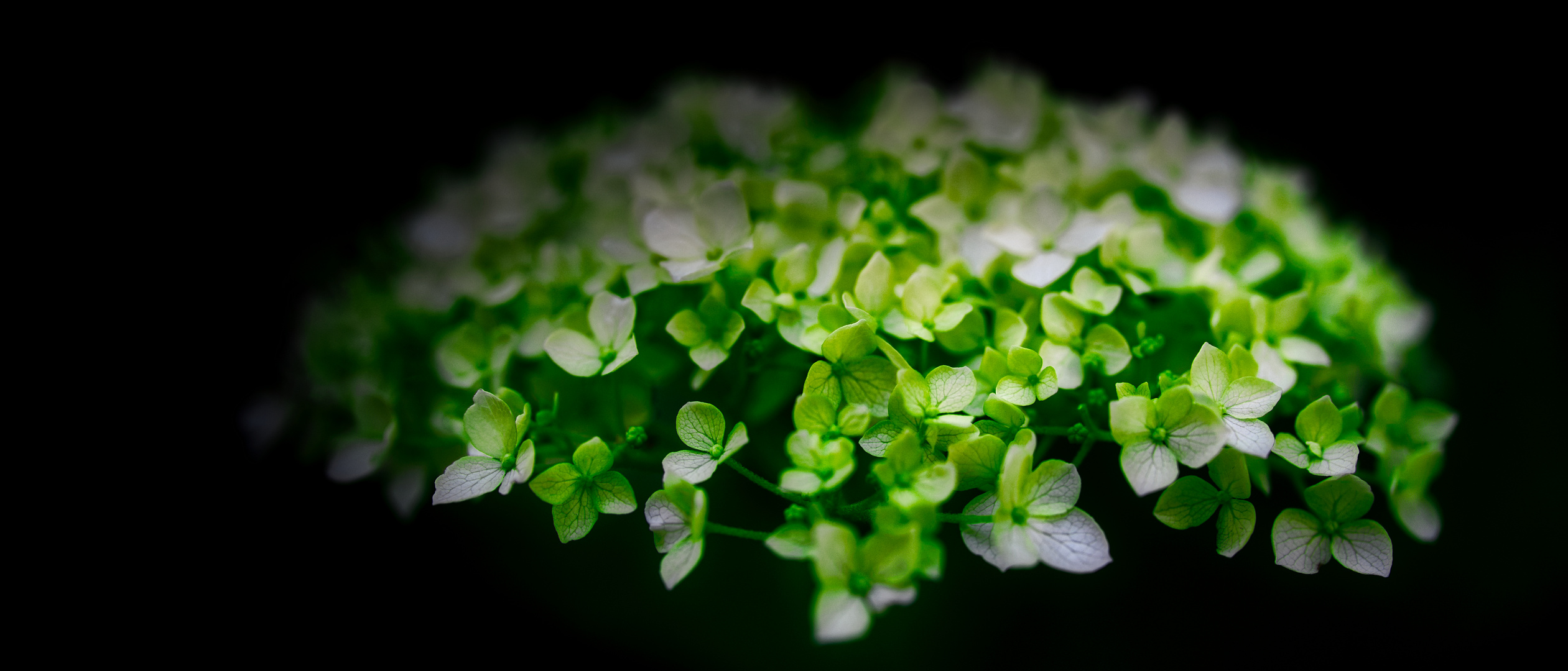 Hortensie