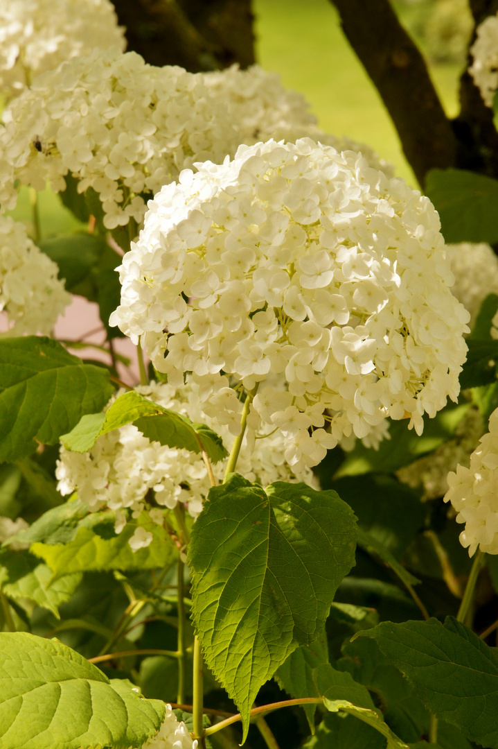 Hortensie