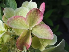 Hortensie 