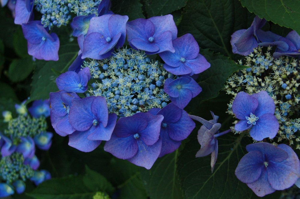 Hortensie