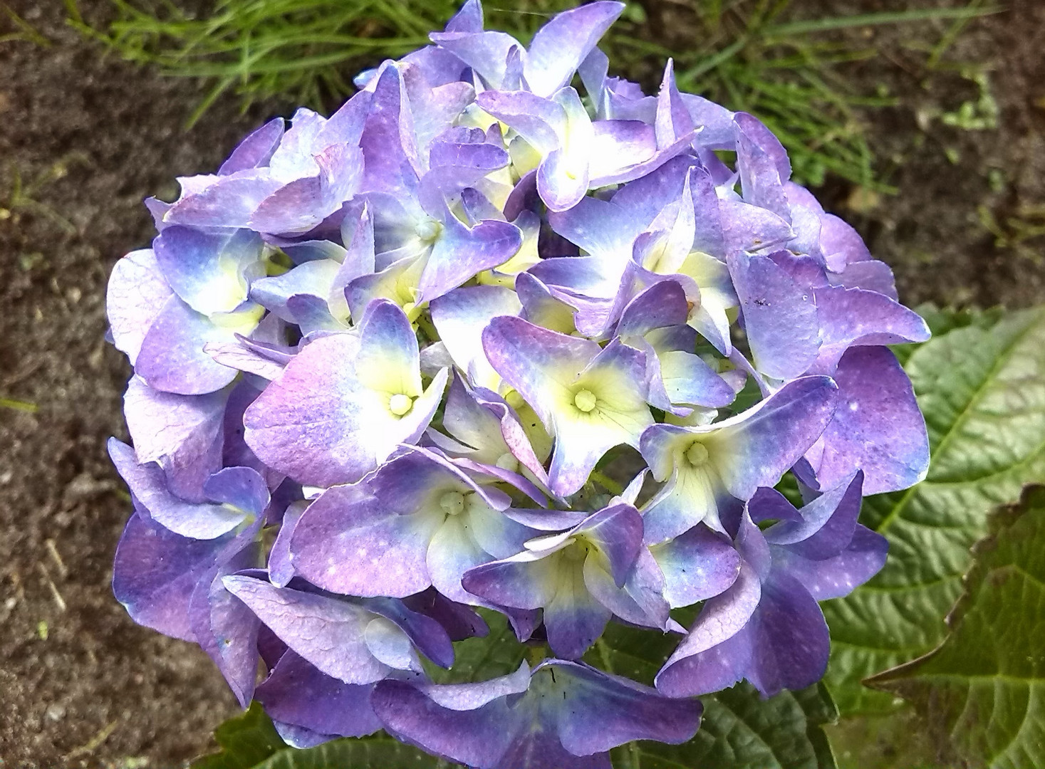 Hortensie