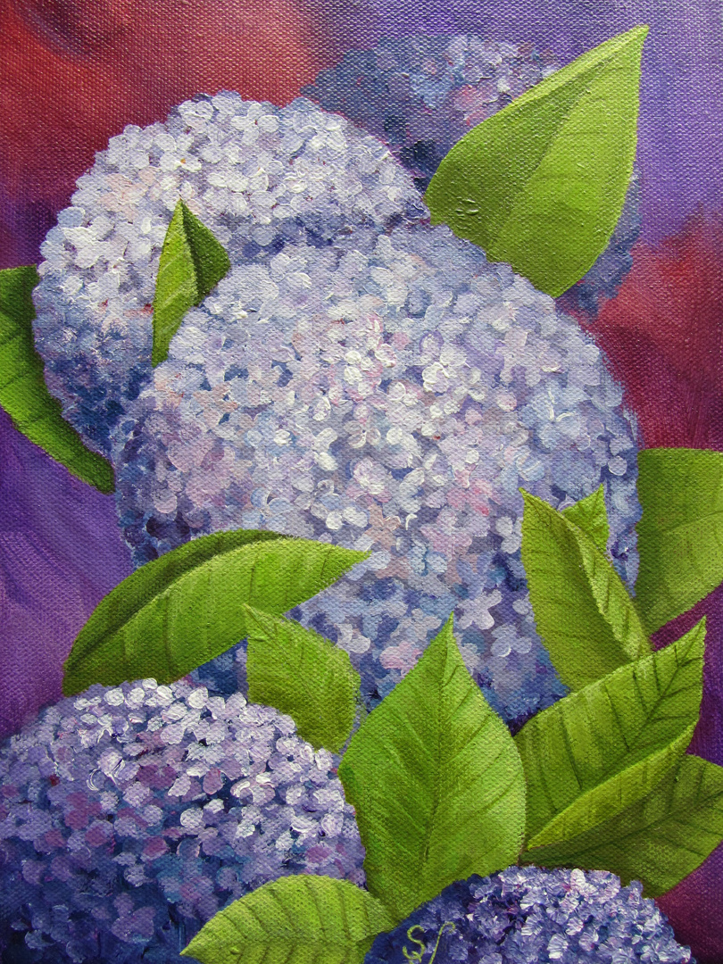 Hortensie