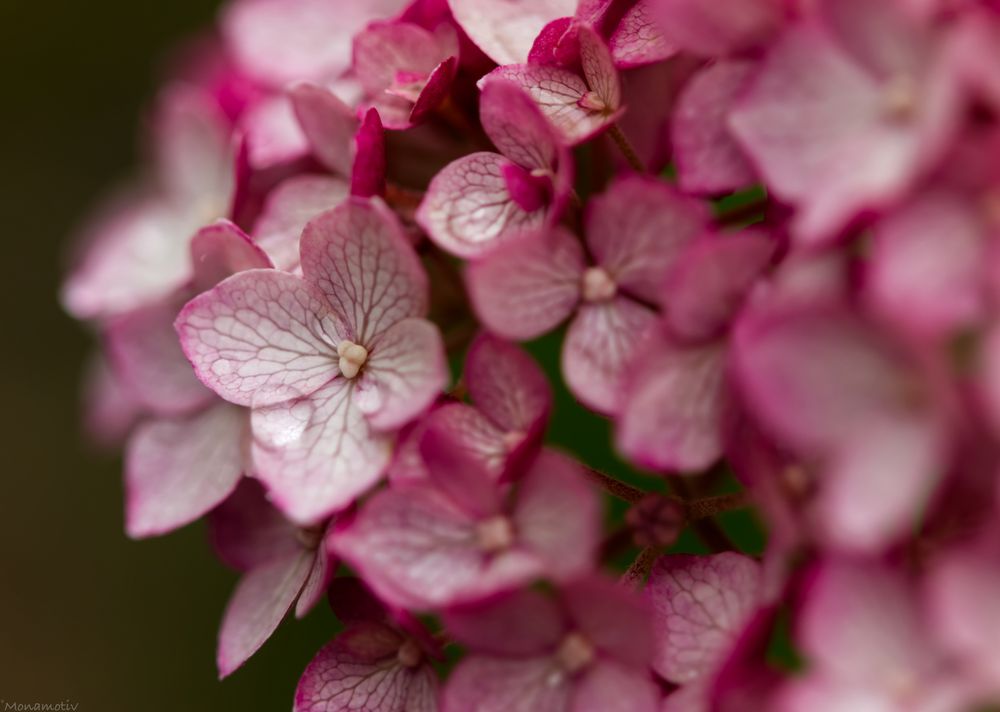 Hortensie