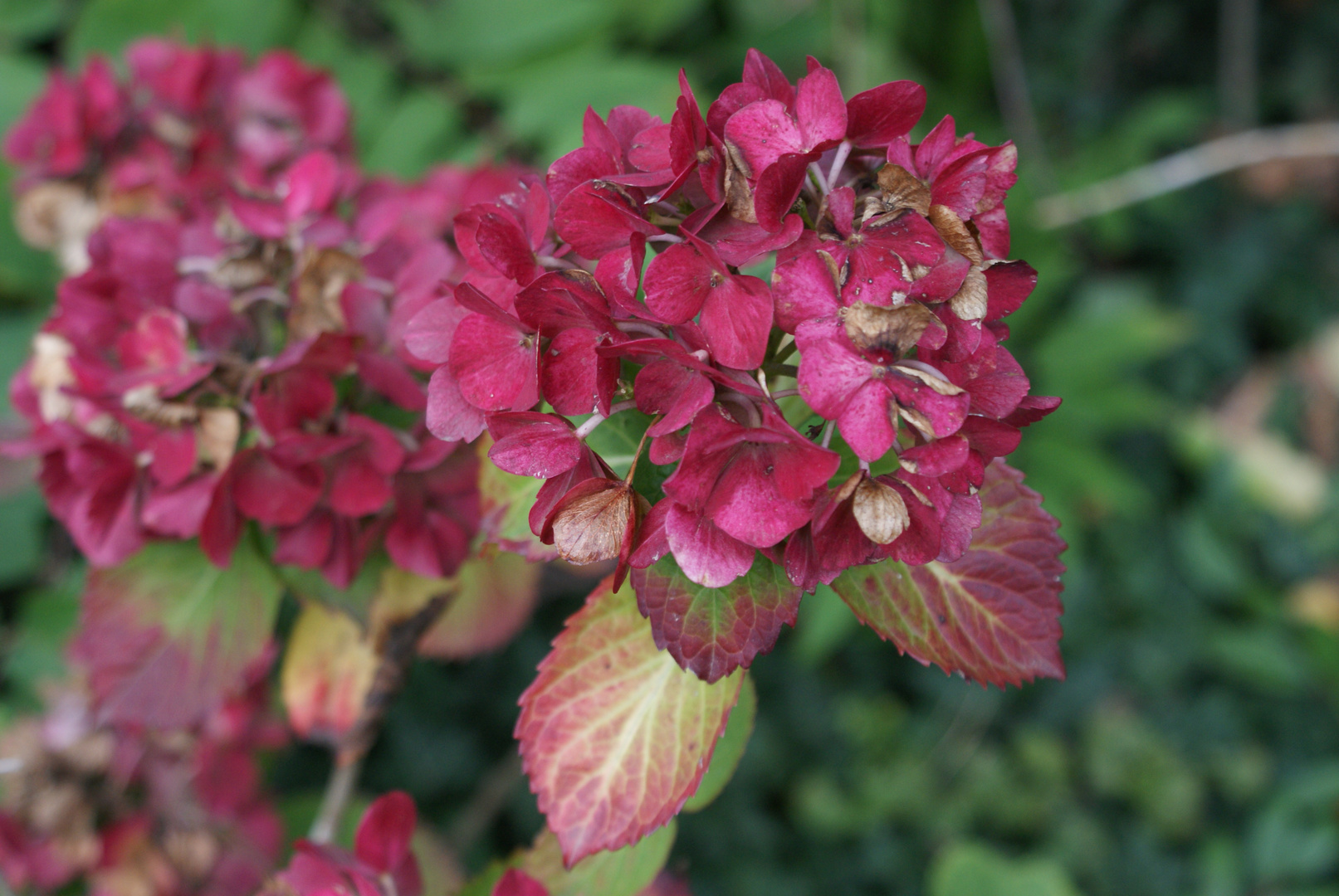 Hortensie