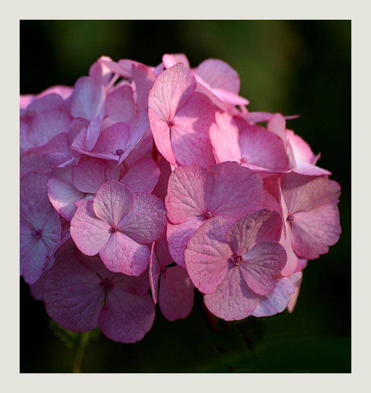 Hortensie