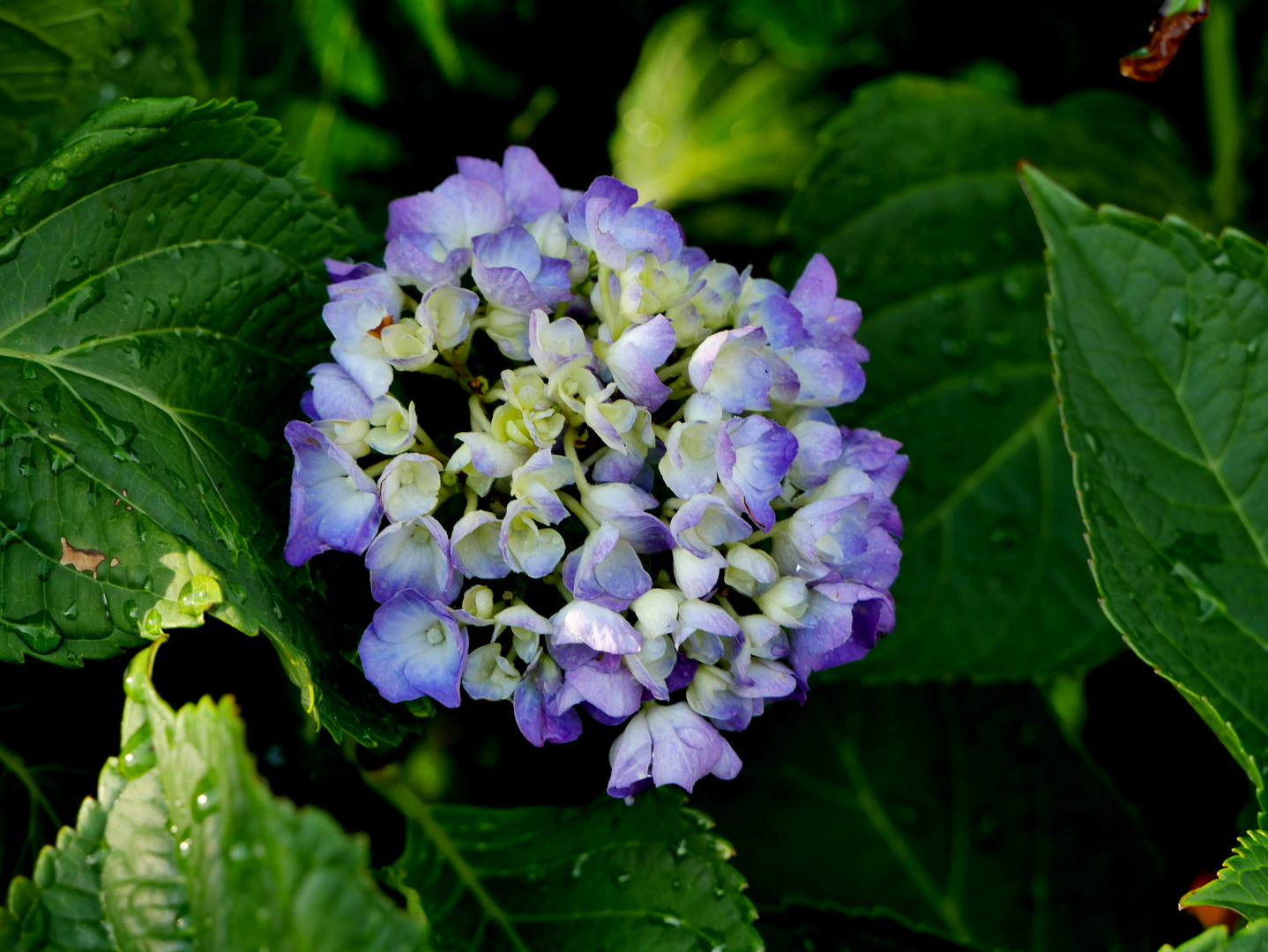 Hortensie