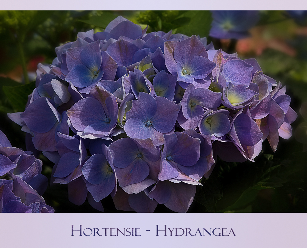 Hortensie...