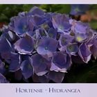 Hortensie...