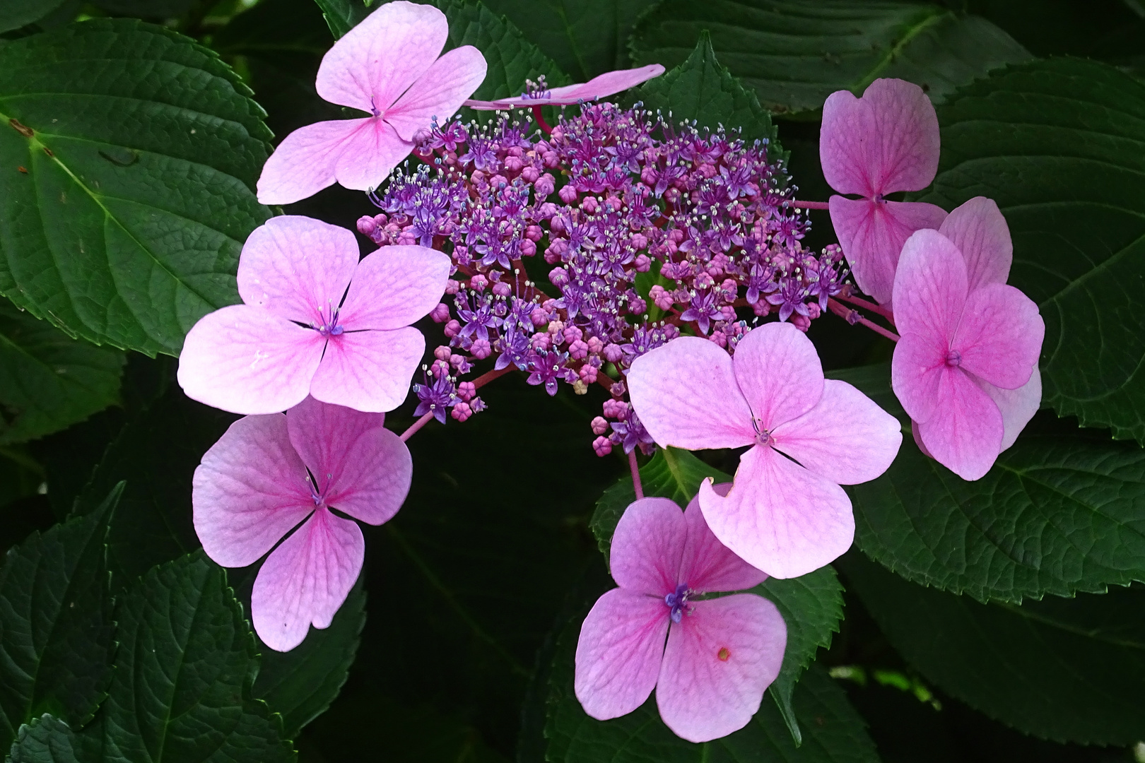 Hortensie