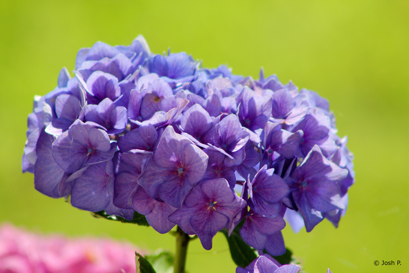 Hortensie