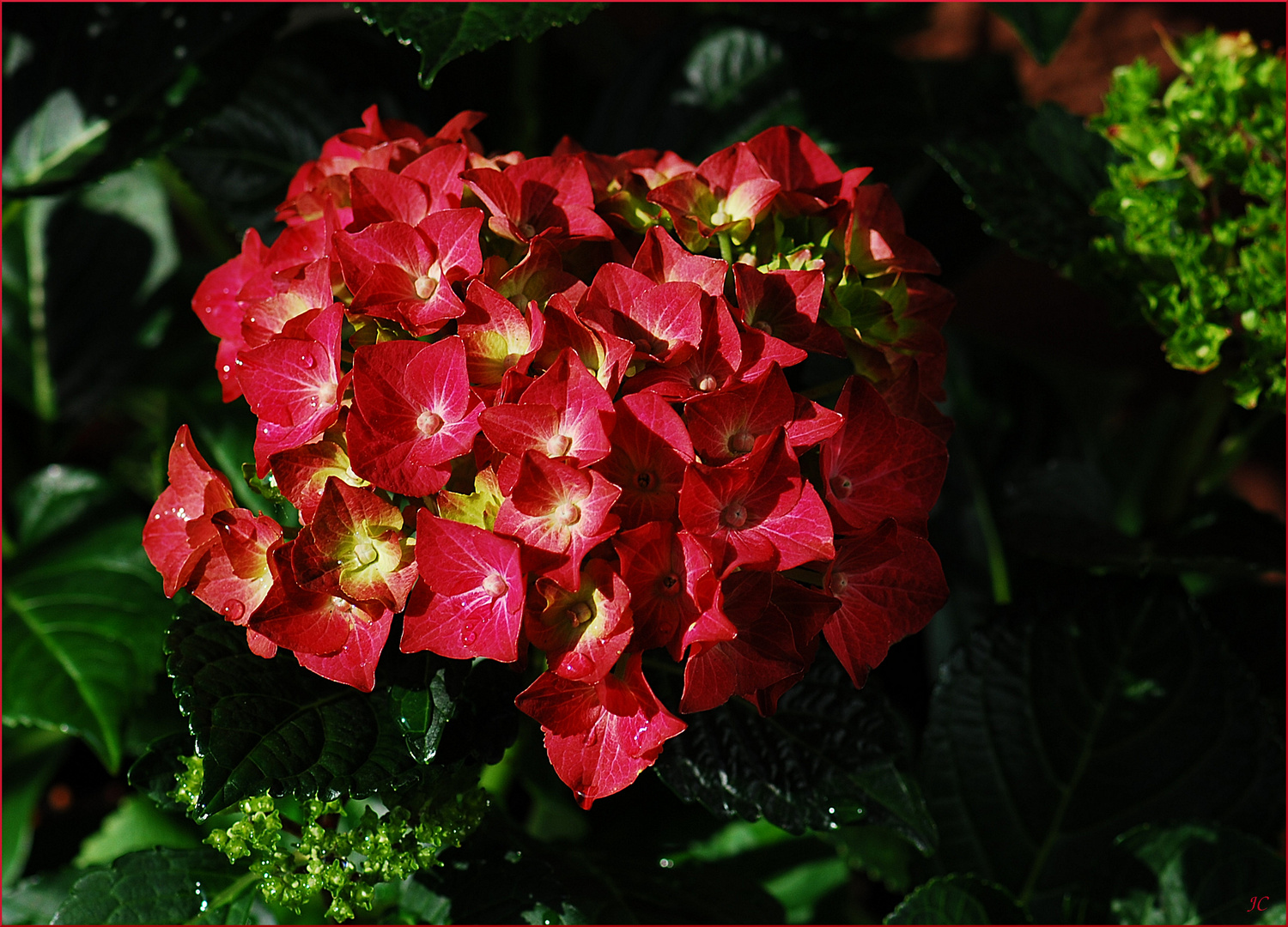 Hortensie