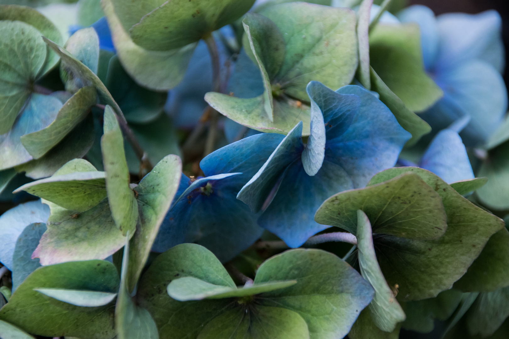 Hortensie